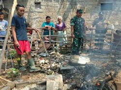 Warga Geger Temukan 21 Kobra Selama 2 Minggu di Haruwangi Cianjur