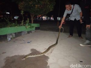 Hi...Ular Sanca 3 Meter Muncul di Halaman SD di Jambi Saat Siswa Berkemah
