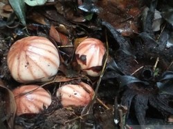 Bunga Langka Rhizanthes Lowii Ditemukan di Danau Maninjau Sumbar