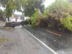 Pohon Tumbang di Jalur Tulungagung-Blitar Timpa Biker