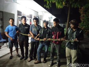 Kemunculan Ular Sanca Tiga Meter Bikin Histeris Pelajar