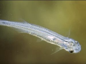 6 Fakta Candiru, Ikan yang Makan Penis Manusia