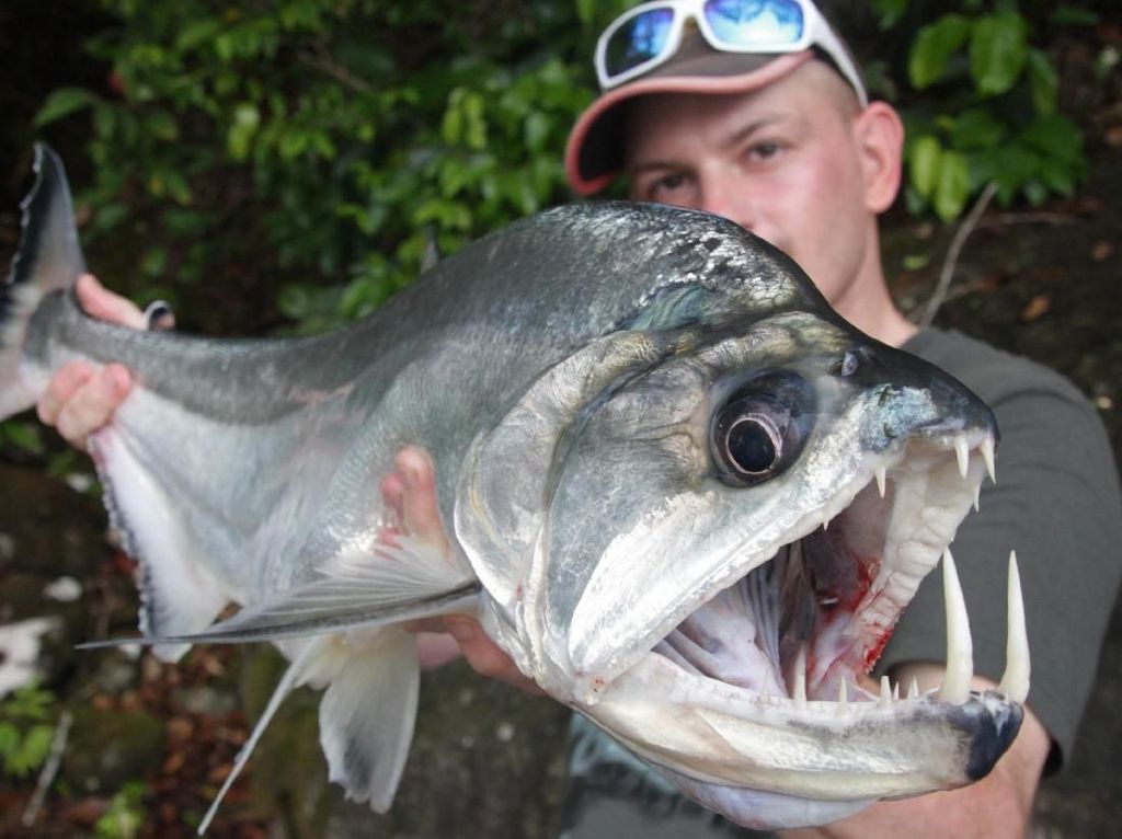 Ikan Vampir: Punya Tampang Seram, Giginya Runcing dan Panjang Ikan Vampir: Punya Tampang Seram, Giginya Runcing dan Panjang