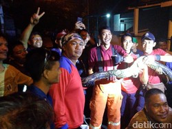 Detik-detik Menegangkan Penangkapan Piton 4 Meter di Pamulang Tangsel