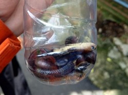 9 Anak Kobra Ditemukan di Ciracas Jaktim