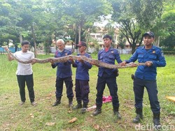 Ular Piton 4 Meter yang Ditemukan di Pamulang Dibawa ke Mako Damkar