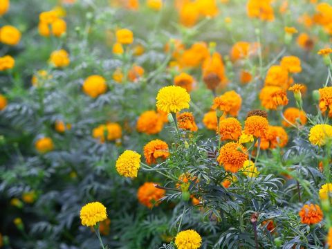 Wild Marigold flowers in the garden close up.