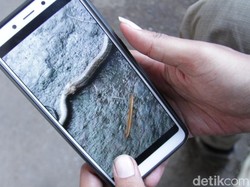 King Kobra Jatuh dari Pohon di Cadas Pangeran Saat Santap Ular