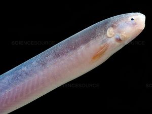 Ikan Paling Berbahaya, Makan Penis Manusia