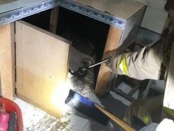 Damkar Tangkap Kobra 1 Meter yang Masuk ke Dapur Warga Cipayung
