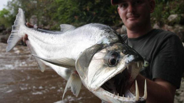 Ikan Vampir: Punya Tampang Seram, Giginya Runcing dan Panjang