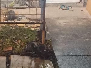 Ular Piton di Pamulang Sempat Lilit Kucing Sampai Mati
