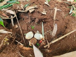 Warga Bekasi Temukan 26 Telur Ular Kobra Saat Kerja Bakti