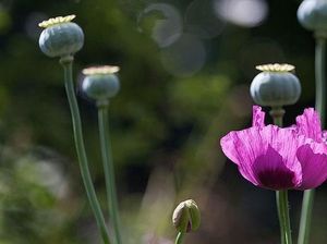 Seberapa Kaya Ladang Opium Sumber Uang Taliban? Seberapa Kaya Ladang Opium Sumber Uang Taliban?