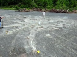 Fosil Pohon Tertua di Dunia ditemukan di New York