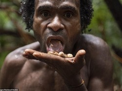 Makan Sagu hingga Ulat, Suku Korowai di Papua Barat Punya Pola Makan Alami
