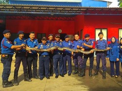 Kekagetan Warga Pamulang Saat Piton Muncul di Selokan