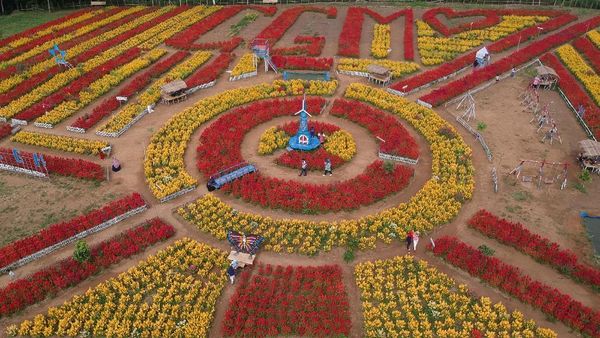 Menikmati Indahnya Wisata Taman Bunga Dharmasraya