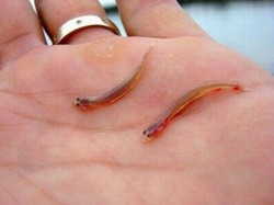 Hiii! Ikan di Sungai Amazon Ini Konon Bisa Masuk Saluran Kencing-Hisap Darah