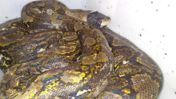 Penampakan Ular Piton 4 Meter yang Bikin Geger di Pamulang