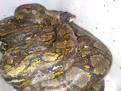 Penampakan Ular Piton 4 Meter yang Bikin Geger di Pamulang