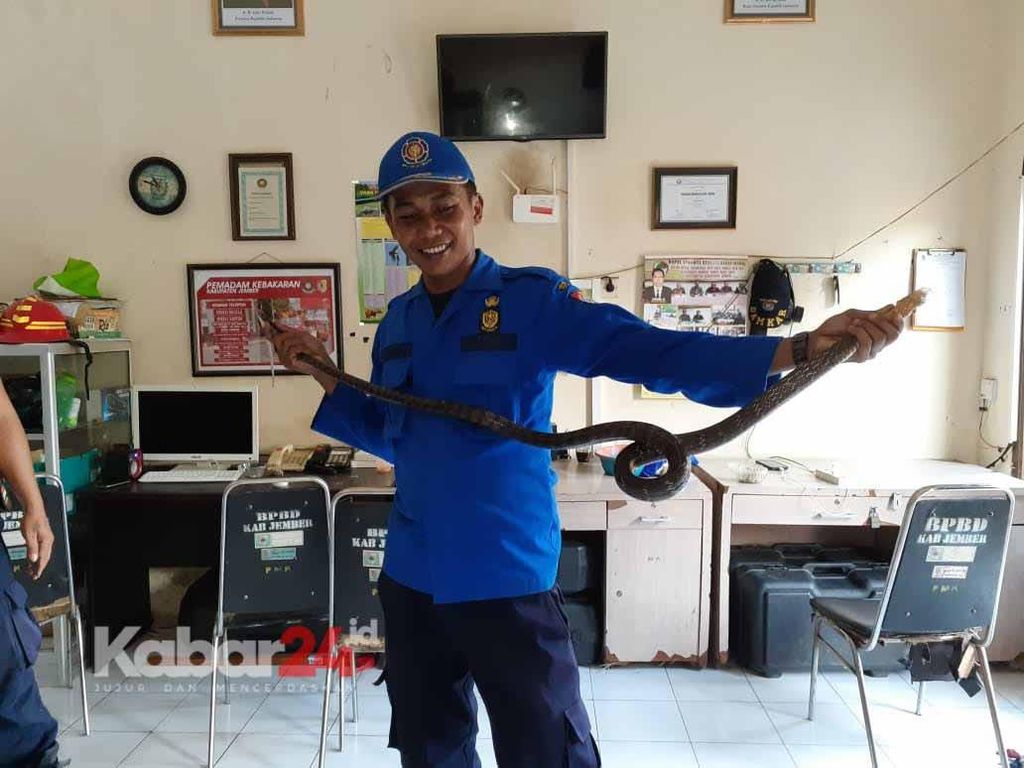 Seekor Kobra Ditemukan di Bawah Tumpukan Kardus Sebuah Ruko di Jember Seekor Kobra Ditemukan di Bawah Tumpukan Kardus Sebuah Ruko di Jember