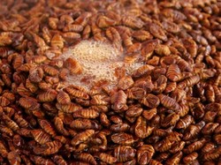 Berani Cicip? Ini 5 Makanan Ekstrem Korea yang Terkenal