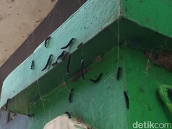 Teror Ulat Bulu Meluas, Warga Cirebon Siapkan Sapu-Detergen
