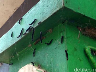 Hiii... Ulat Bulu Serang Permukiman Warga di Cirebon