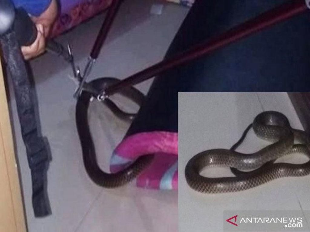 Bikin Kaget! Kobra 1,5 Meter Masuk ke Kamar Tidur Warga Sampit Bikin Kaget! Kobra 1,5 Meter Masuk ke Kamar Tidur Warga Sampit