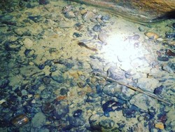 Gua Tempat 3 Mahasiswa Unsika Tewas Habitat Lele Berjalan