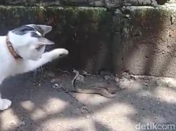 Berkat Kucing, Keluarga Ini Selamat dari Teror Ular Kobra