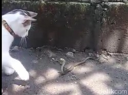 Kucing Ini 3 Kali Selamatkan Majikannya dari Teror Kobra