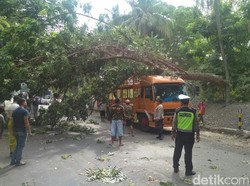 Pohon Tumbang Timpa Truk di Jalur Pantura Situbondo, Kemacetan 1 KM