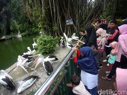 Video: Libur Waisak, 19 Ribu Pengunjung Masuk Ragunan Siang Ini