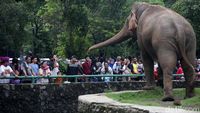 Libur Natal, Ragunan Padat Pengunjung