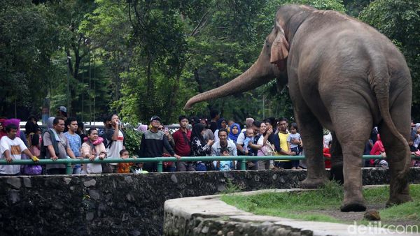 Libur Natal, Ragunan Padat Pengunjung