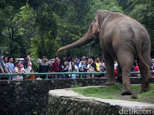 Libur Natal, Ragunan Padat Pengunjung