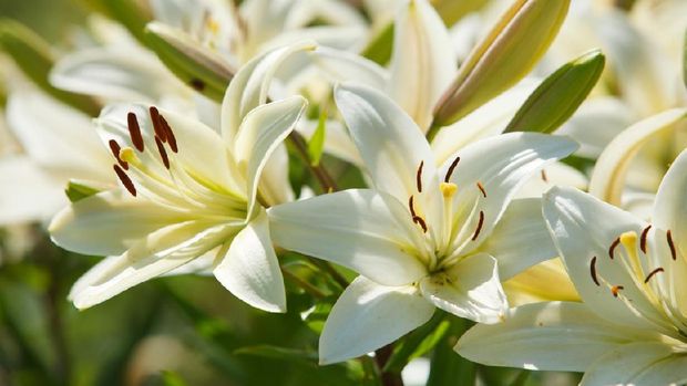 Many white lilies in a garden