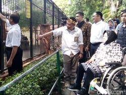 Keseruan Wali Kota Risma dan Cucunya Saat Berkunjung ke KBS