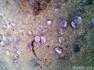 Balawista: Ubur-ubur Jalatrong di Palabuhanratu Bisa Hanguskan Kulit Balawista: Ubur-ubur Jalatrong di Palabuhanratu Bisa Hanguskan Kulit