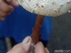 Belasan Warga Garut Keracunan Usai Santap Jamur Liar