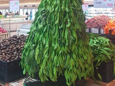 Kumpulan Pohon Natal Unik dan Cantik