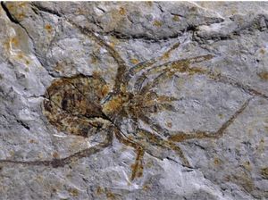 Fosil Laba-laba Raksasa Ternyata Cuma Hoax