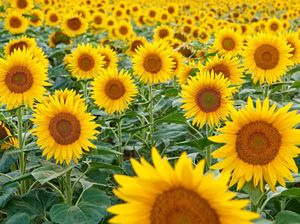 Alasan Bunga Matahari Selalu Ngejar Mentari Alasan Bunga Matahari Selalu Ngejar Mentari