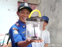 Induk Kobra 1,5 Meter dan Lima Anakan Teror Rumah Warga Brebes