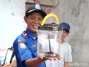 Induk Kobra 1,5 Meter dan Lima Anakan Teror Rumah Warga Brebes Induk Kobra 1,5 Meter dan Lima Anakan Teror Rumah Warga Brebes