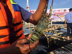 Begini Aturan Pengelolaan Budidaya Lobster Berkelanjutan