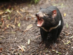 Setan yang Terancam Punah