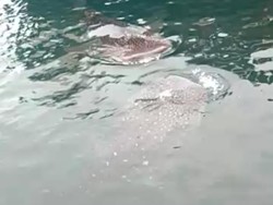 Hiu yang Muncul di Pelabuhan Probolinggo Tak Berbahaya Bagi Manusia